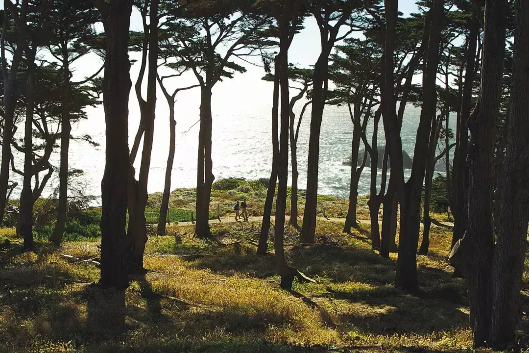 등산객들은 태평양을 배경으로 Lands End Trail의 숲이 우거진 구역을 따라 걸어갑니다.